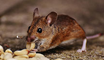 24 Hour & Emergency Exterminators in S Harpswell, ME